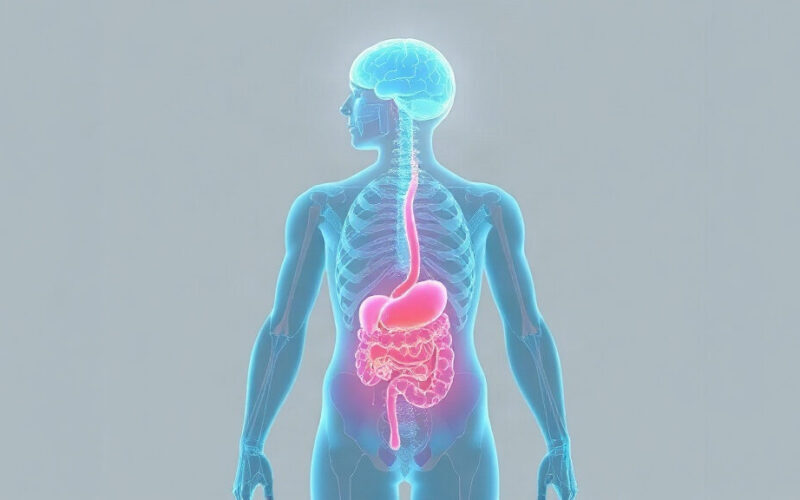 histamine : illustration de l'article Histamine : comment elle agit sur l'intestin, la peau et le cerveau